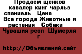 Продаем щенков кавалер кинг чарльз спаниель › Цена ­ 60 000 - Все города Животные и растения » Собаки   . Чувашия респ.,Шумерля г.